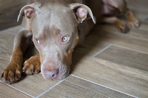 Your Dog Has Arthritis? Here’s How You Can Help From Home - Ortho Dog