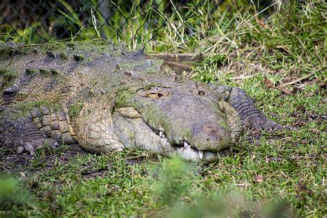 Central Florida Zoo & Botanical Gardens American Crocodile Attraction ...