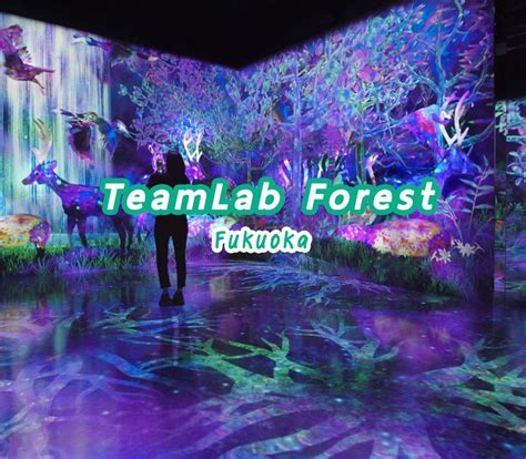 พิพิธภัณฑ์ศิลปะดิจิตอล TeamLab Forest Fukuoka | TalonJapan.com เว็บคน ...