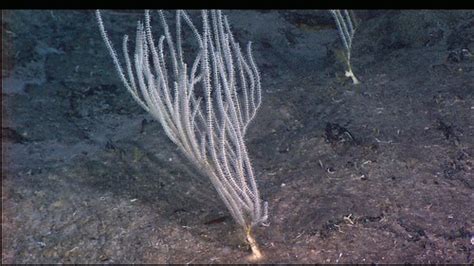 expl2221 | White deep sea corals. Atlantic Ocean, Mid-Atlant… | Flickr