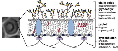 [PDF] Influence of the glycocalyx and plasma membrane composition on amphiphilic gold ...