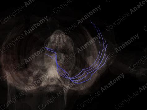 Lumbar Veins (Left) | Complete Anatomy