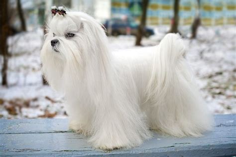 Maltese Dog Breed Information, Images, Characteristics, Health