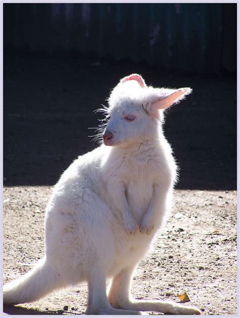 Albino Wallaby by lethalshell on DeviantArt