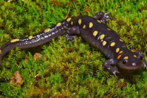 13 Fun Facts About Spotted Salamanders - The Critter Hideout