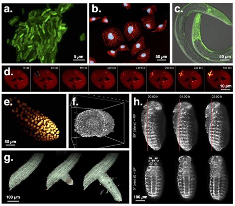 Representative images of various biological samples acquired with... | Download Scientific Diagram