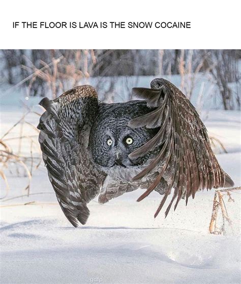 A Snowy Owl : r/memes