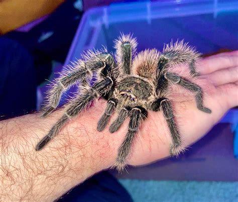 MM Lasiodora parahybana | Tarantula Forum