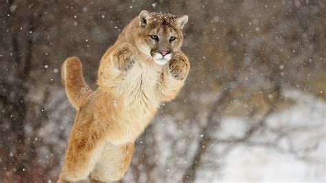 Cougar (Mountain Lion) wallpaper - backiee