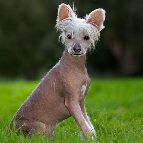 5 Hairless Dog Breeds: Xoloitzcuintli, Chinese Crested, and More