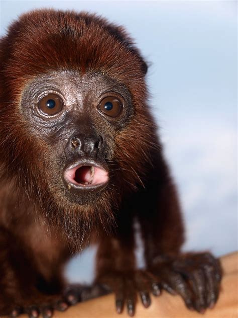 Red howler monkey baby - a photo on Flickriver