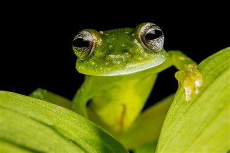 Scientists discover the secret power that makes glass frogs transparent | PBS News