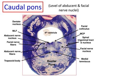 Pons