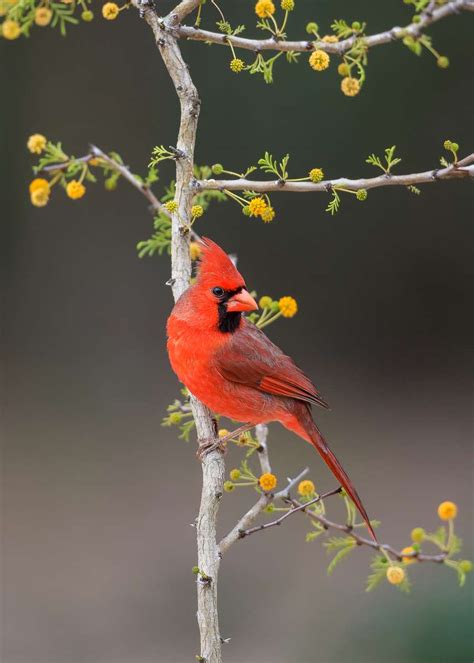 Wildlife Photography Workshops in South Texas | Guided Photography Courses