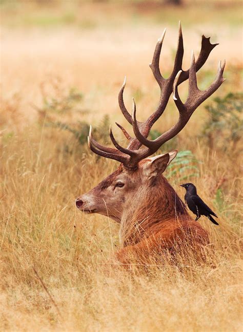 Stunning Red Deer in Richmond Park – Fubiz Media