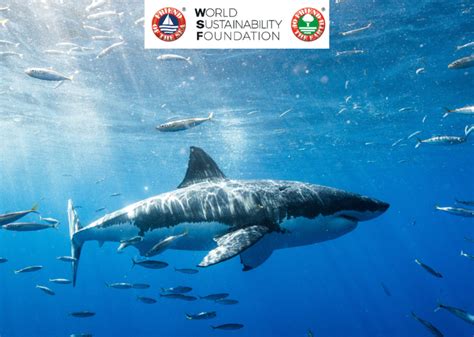 Everything you need to know about Sharks on International Shark Day ...