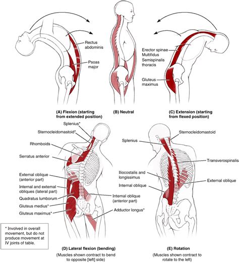 Back - TeachMe Orthopedics