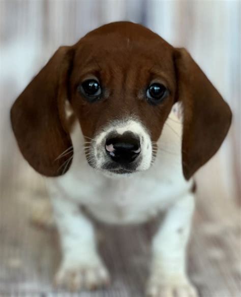 The Piebald Dachshund - Meet the Breed