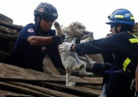 23 Heartwarming Photos of Firefighters Rescuing Animals