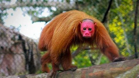 Uakari is a Red-faced Primate Species Found Only in The Amazon