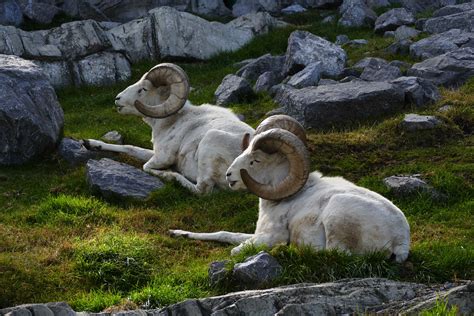 Dall Sheep.(Ovis dalli) | Calgary Zoo. The thinhorn sheep is… | Flickr