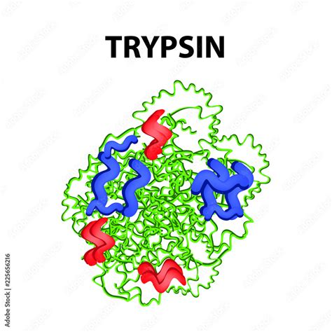 Trypsin molecular chemical formula. Enzyme of the pancreas. Infographics. Vector illustration on ...