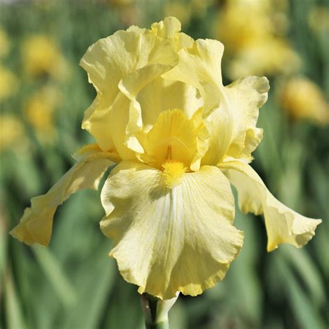 Yellow Reblooming Bearded Iris (Tall & Fragrant) Harvest of Memories – Easy To Grow Bulbs