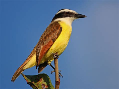 Great Kiskadee - eBird