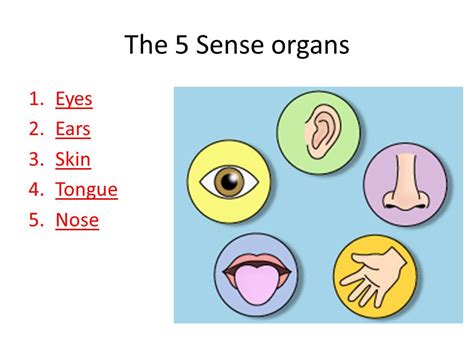 Label The Sense Organs