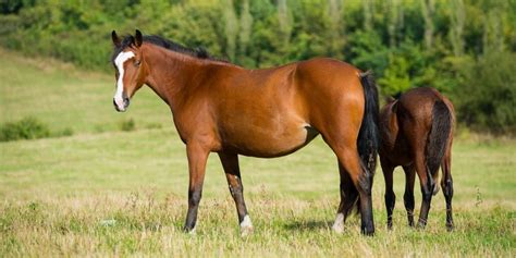 Bay Horse Color - Genetics, Shades, Breeds & Famous Bay Horses - Helpful Horse Hints