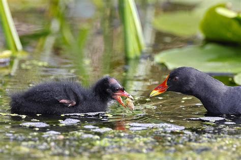 The Common Moorhen Chick - Free photo on Pixabay - Pixabay