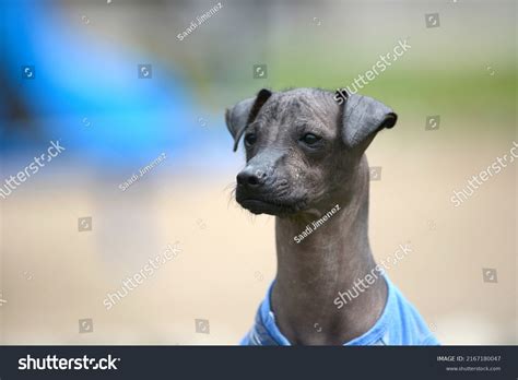 Peruvian Hairless Dog Perro Peruano Sin Stock Photo 2167180047 ...