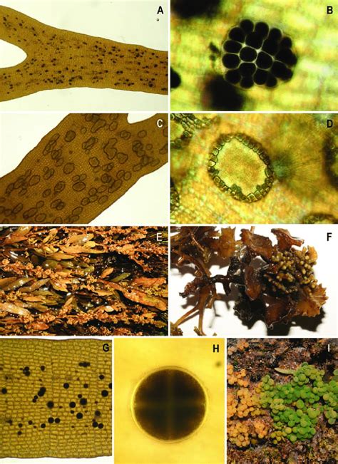 Reproduction structures in brown and green algae. A. Sori of female ...