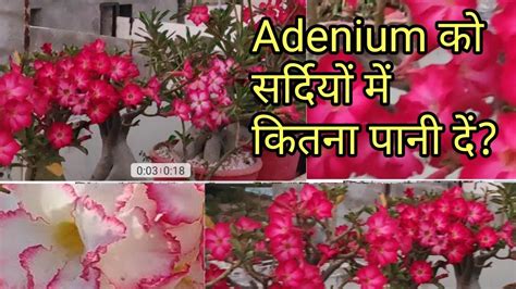 how to water adenium plants in winter - YouTube