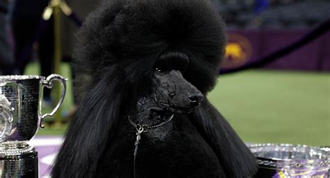 Siba, The Rock-Star Standard Poodle, Wins Best In Show At Westminster ...