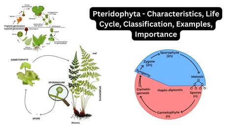 Pteridophyta - Characteristics, Life Cycle, Classification, Examples ...