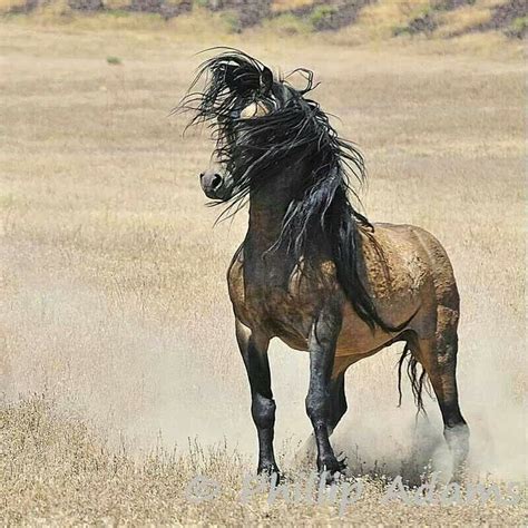 57 best images about Wild Horses Mustangs on Pinterest | Black mustang, Mustang horses and ...