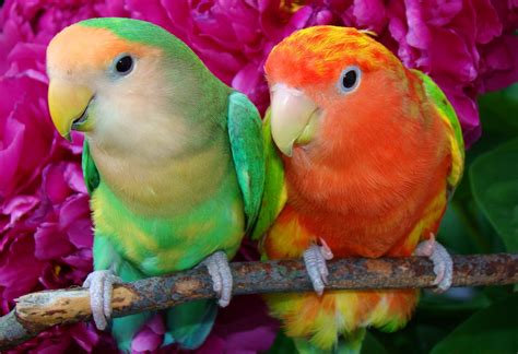 Vibrant Lovebirds HD Wallpaper