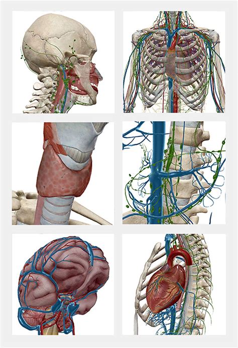 Human Anatomy Atlas by Visible Body