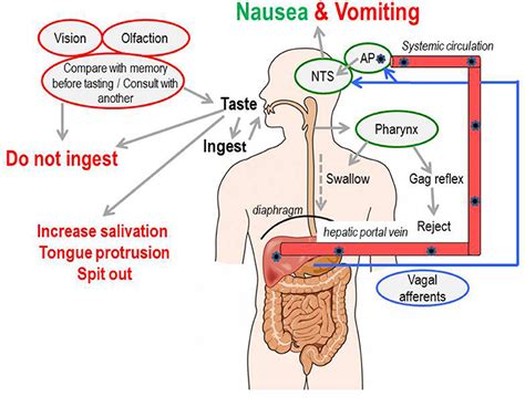 Frontiers | A History of Drug Discovery for Treatment of Nausea and ...