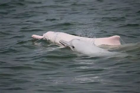 What Is A Baiji Dolphin?- Chinese River Dolphin