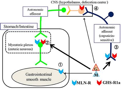 Frontiers | Regulation of Gastrointestinal Motility by Motilin and Ghrelin in Vertebrates