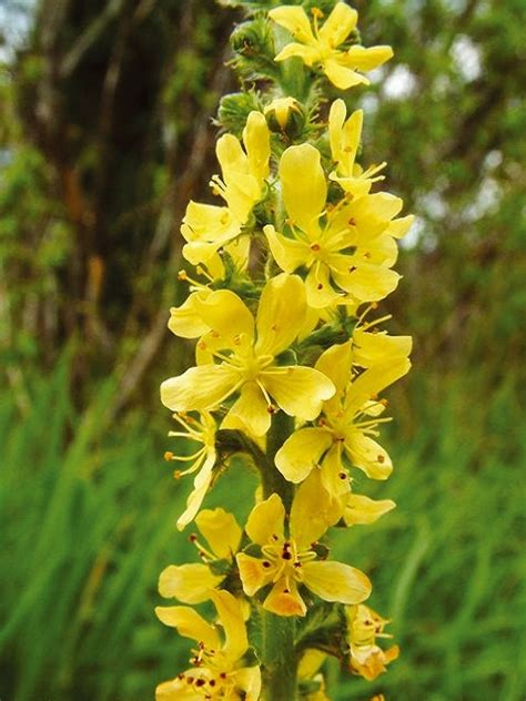 Common Agrimony Plants | Agrimonia eupatoria | Buy Online - Landlife ...