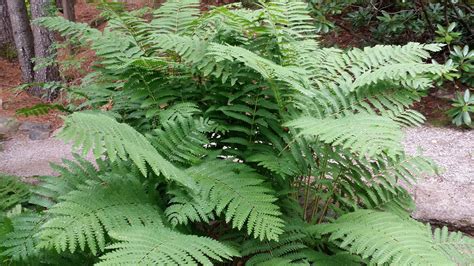 Cinnamon Fern | Osmundastrum Cinnamomeum | Cold Stream Farm