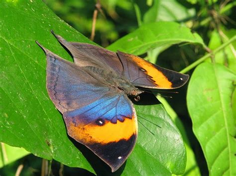 THE DEAD LEAF BUTTERFLY |The Garden of Eaden