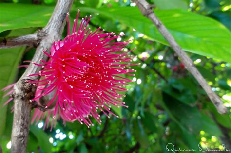 Flor do Jambo Vermelho | Fotos do Cerrado...