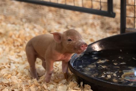 Animals and Agriculture at the Colorado State Fair