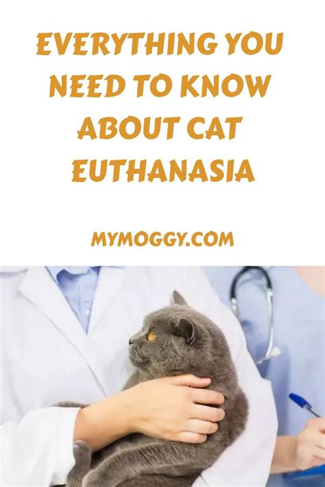 Everything You Need to Know About Cat Euthanasia in 2023 | Cats, Cat advice, Losing a pet