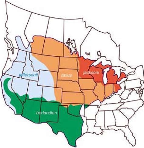 American Badger Recovery Strategy | ontario.ca