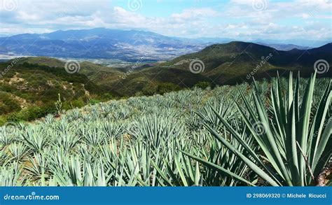 Landscape Oaxaca Mexico Agave Plantation for Mezcal Alcoholic Drink Production Stock Footage ...